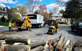 Trusted St Paul, MN Tree Removal and Landscaping Services Experts